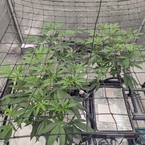 T-1000 growlog timeline photo