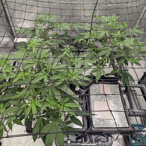 T-1000 growlog timeline photo