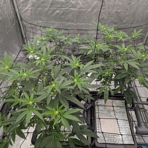 T-1000 growlog timeline photo