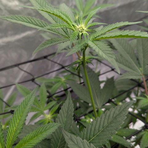 T-1000 growlog timeline photo