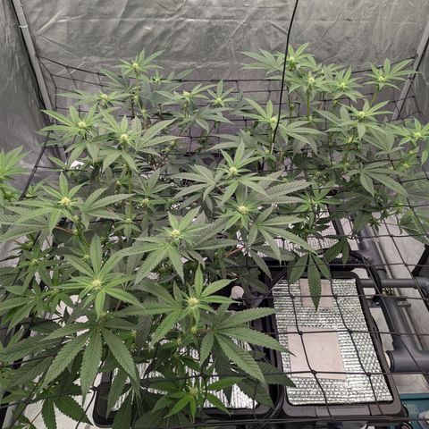 T-1000 growlog timeline photo