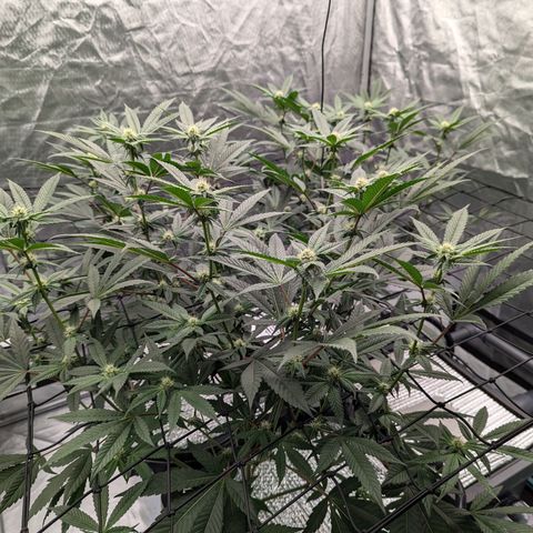T-1000 growlog photo: Day 20