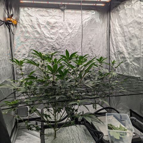 T-1000 growlog photo: Day 20