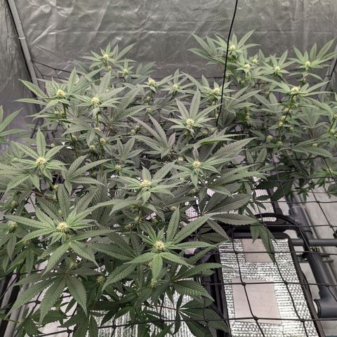 T-1000 growlog photo: Day 20