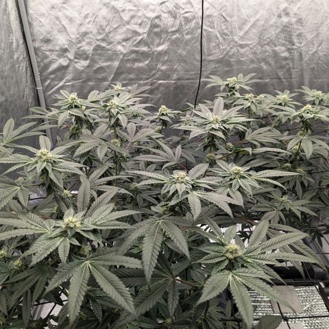 T-1000 growlog timeline photo
