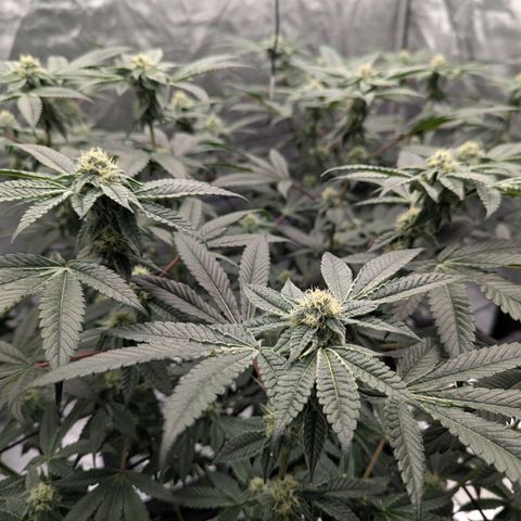 T-1000 growlog timeline photo