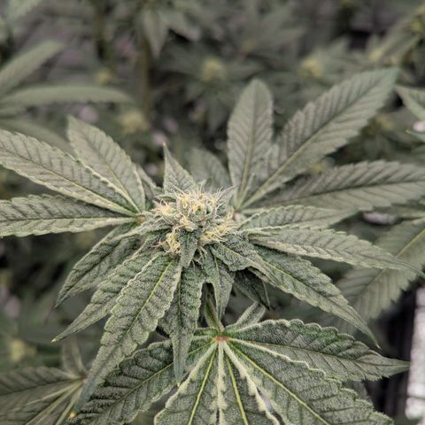 T-1000 growlog timeline photo