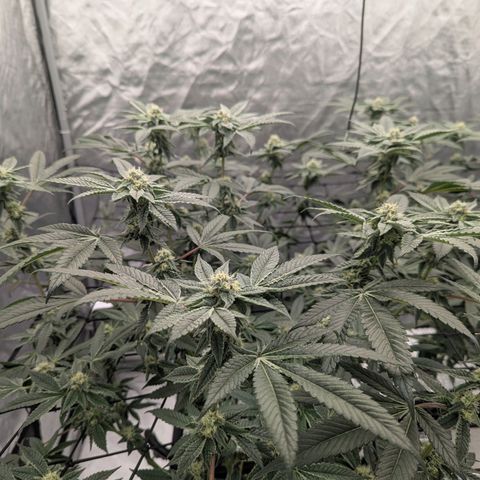 T-1000 growlog timeline photo