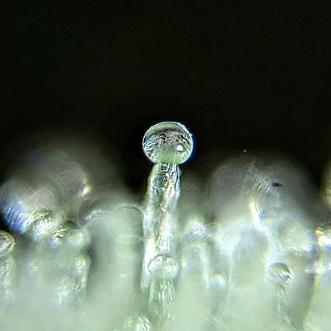 T-1000 growlog timeline photo