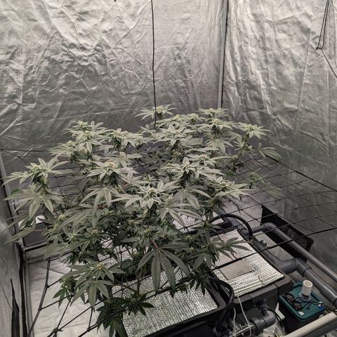 T-1000 growlog timeline photo