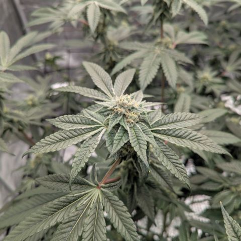 T-1000 growlog timeline photo