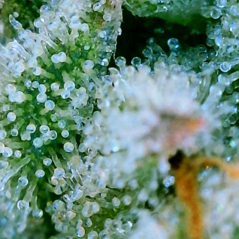 T-1000 growlog timeline photo