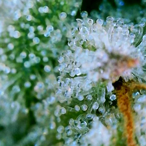 T-1000 growlog timeline photo