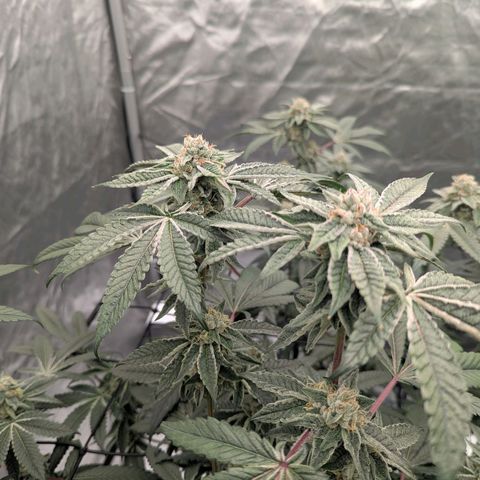T-1000 growlog timeline photo