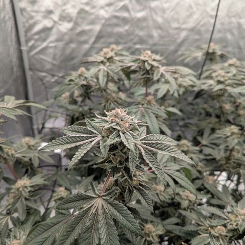 T-1000 growlog timeline photo