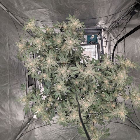T-1000 growlog timeline photo