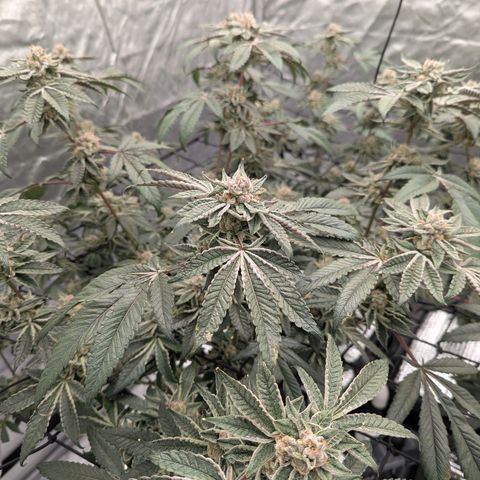T-1000 growlog timeline photo