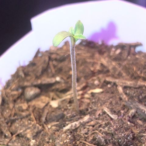 Karen growlog photo: Day 2 seedling. First leaves growing in. One cotyledon leaf pointing upwards, under belly dark. 