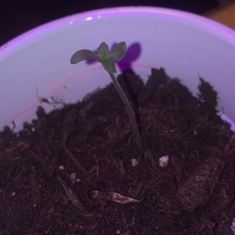 Karen growlog photo: First leaves really coming through. Roughly 2-2 1/2 in tall 