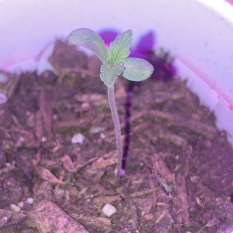 Karen growlog photo: No change. Plant still 2 in tall o