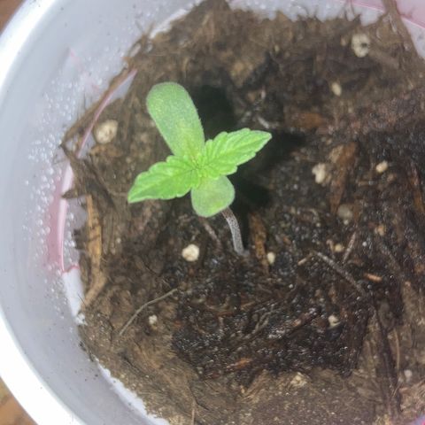 Karen growlog timeline photo