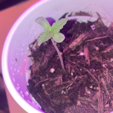 Karen growlog photo: 2 in tall. Noticed Fungus Gnats. Repositioned fan to lightly blow on plant/soil. Hold off watering for 2-3 days. 