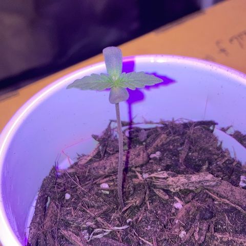 Karen growlog photo: Looks to be that second set of leaves is beginning to form 
