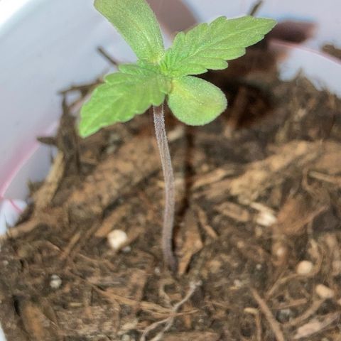 Karen growlog photo: No change. 2 in tall. Still noticing Fungus Gnats 