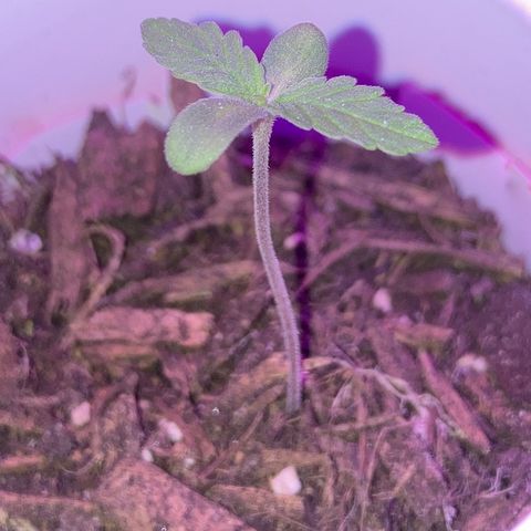 Karen growlog photo: Humidity keeps dropping very low at night. Soil looks dry but I don’t wanna water with the fungus gnats present. 