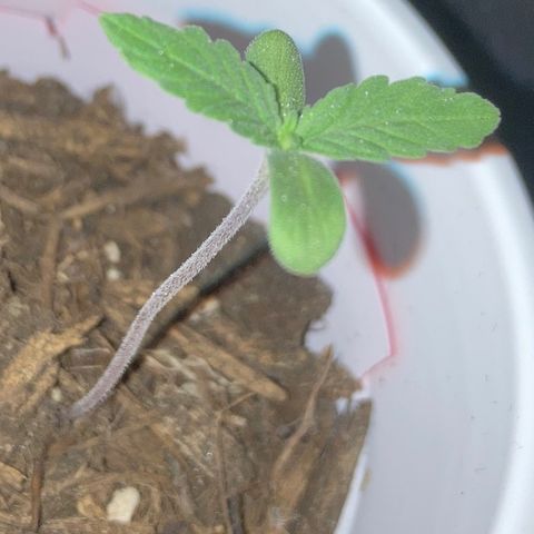 Karen growlog photo: Getting close to 2 1/2 in tall. Still seeing fungus gnats. Second set of leaves showing through. 