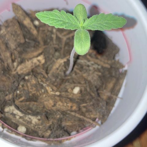 Karen growlog photo: Second set slowly but surely growing. Soil looks dry, gonna give it one more day and lightly water tomorrow morning. 