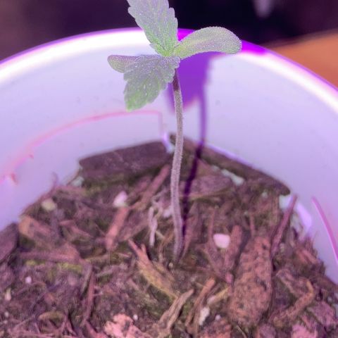 Karen growlog photo: Second leaves protruding more. Still a little over 2 in. Dark purple ish stem. 