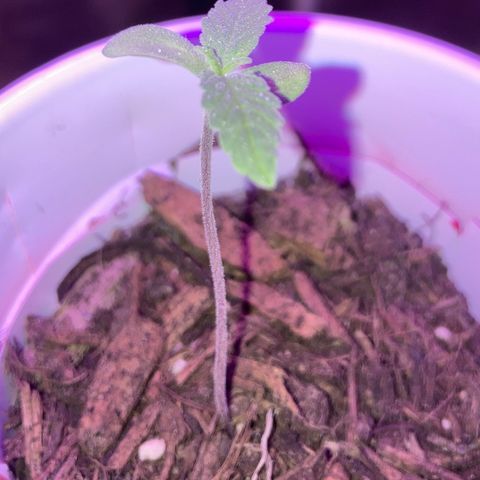Karen growlog timeline photo