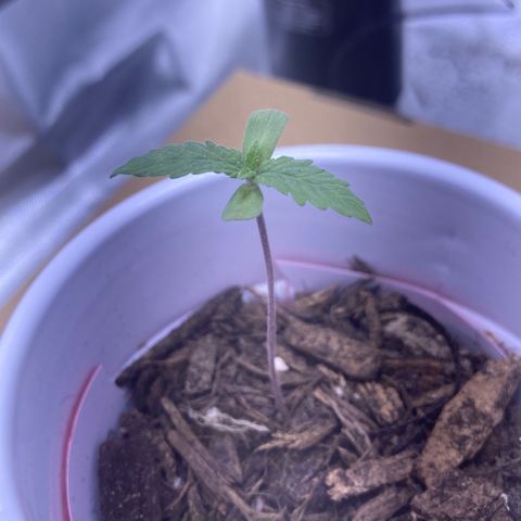 Karen growlog photo: Stem is super purple. Hoping it’s because of cold temps at night outside. 