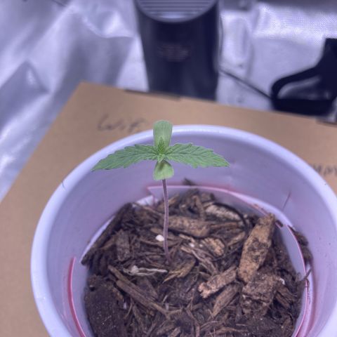 Karen growlog timeline photo