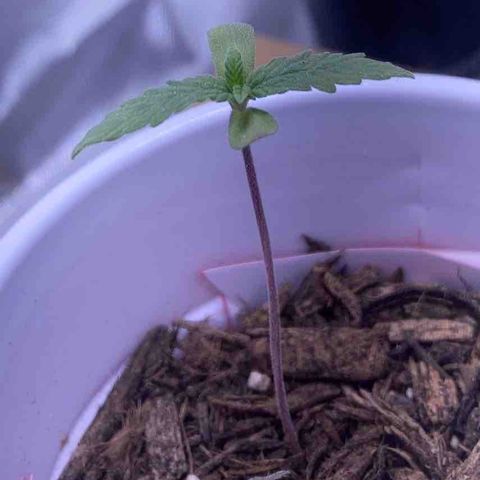 Karen growlog photo: Second set of leaves growing. Still 2 in tall. Stem still purple. 