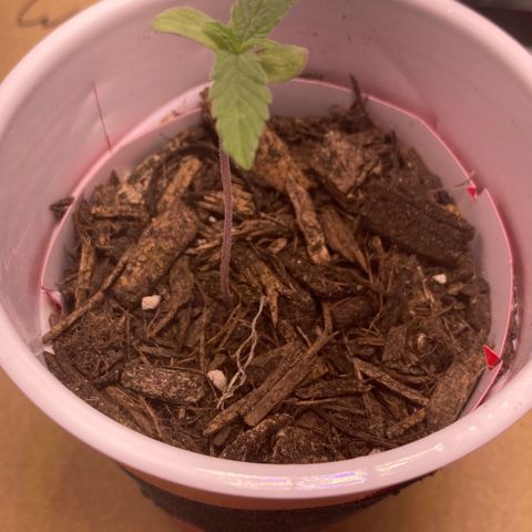 Karen growlog timeline photo