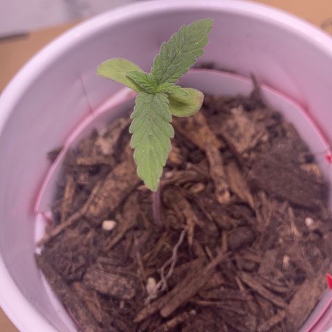 Karen growlog photo: Cotyledons yellowing. Seems way too early for that 