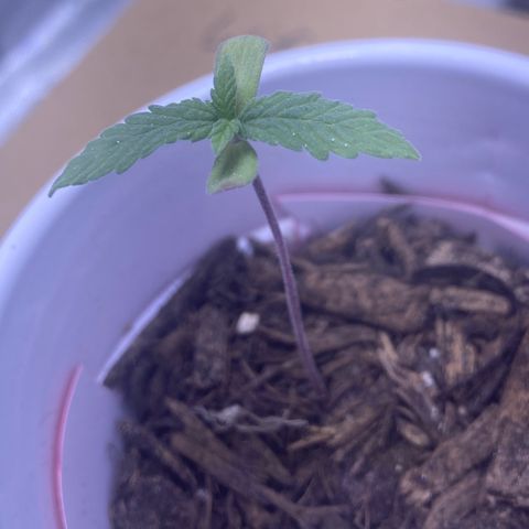 Karen growlog photo: Cotyledons still yellowing. Trabsplanting into Fox Farms Ocean mix on Thursday 