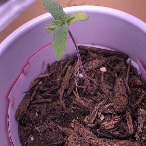Karen growlog timeline photo