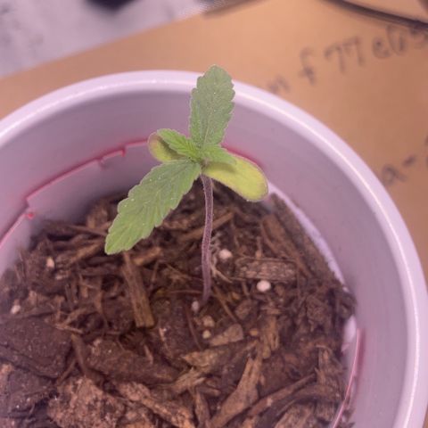 Karen growlog timeline photo