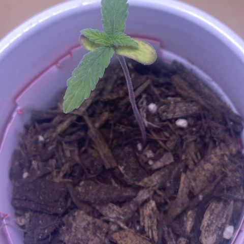 Karen growlog timeline photo