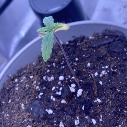 Karen growlog timeline photo
