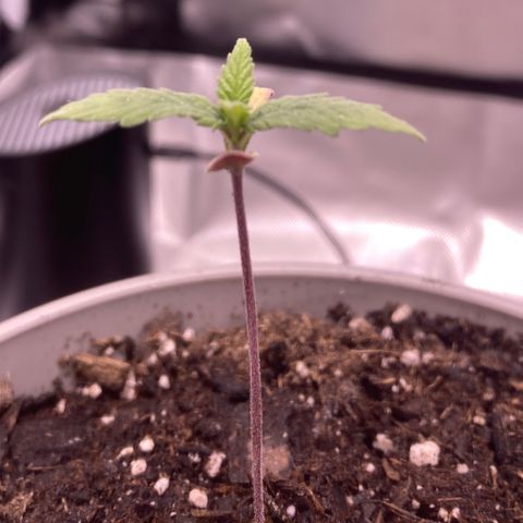 Karen growlog photo: Seems to be recovering okay. Very cold temps right now. Hoping she’ll make it 