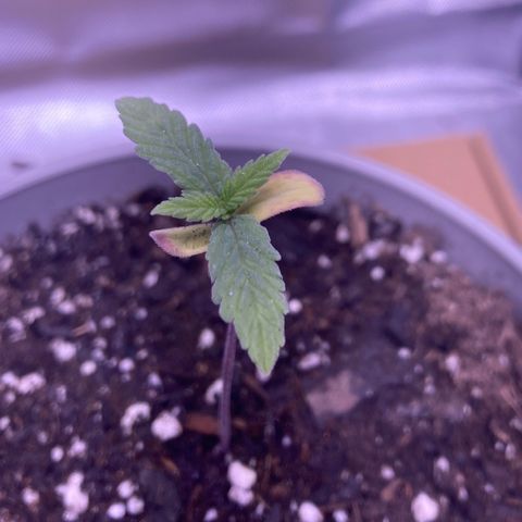 Karen growlog timeline photo
