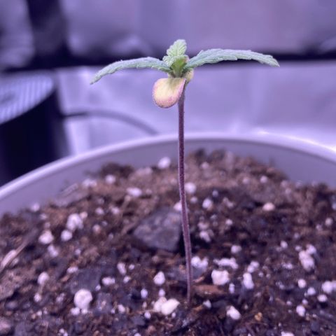 Karen growlog timeline photo