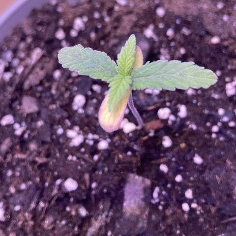 Karen growlog timeline photo