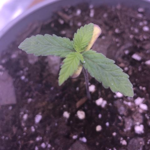 Karen growlog timeline photo
