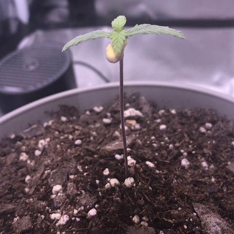 Karen growlog photo: New growth evident. Maybe she’ll make it after all. Not much stretch though. 