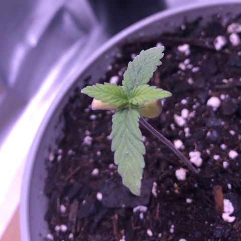 Karen growlog photo: First set of 3s growing well. 